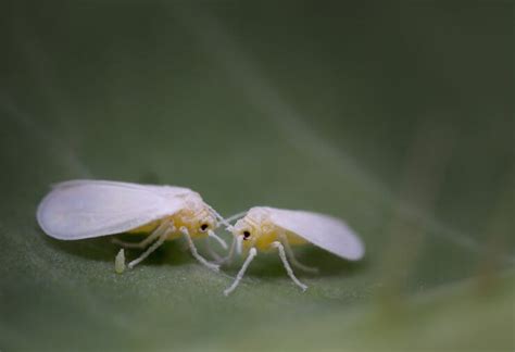 What Are These White Tiny Bugs On Plants In My Garden Food Gardening Network