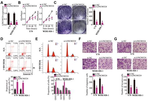 Long Noncoding Rna Linc Promotes Retinoblastoma Progression By