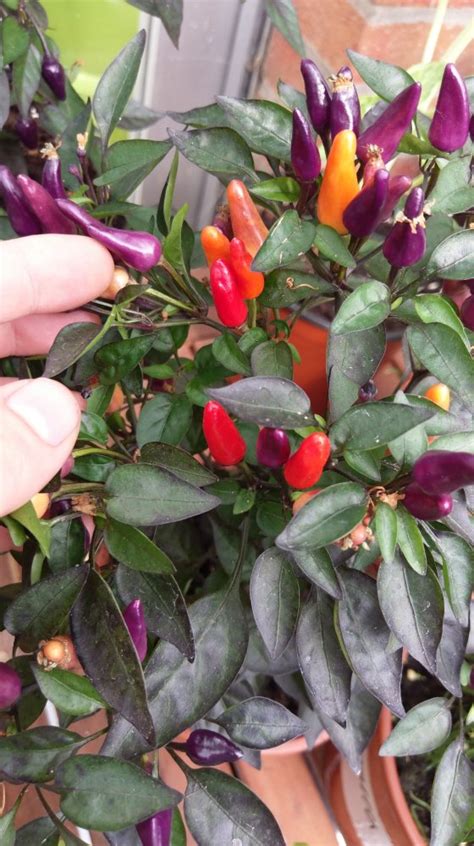 Explosive Ember | Chiliforum - Chili-Pepper.de