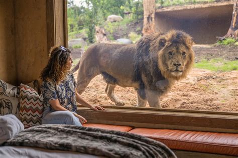 Safari Lodges West Midlands Safari Park Lion Lodge