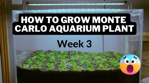 Week Of Growing Monte Carlo Youtube