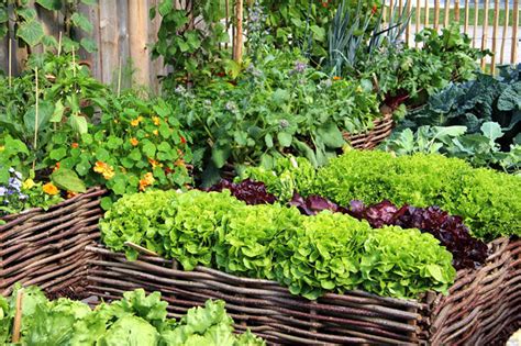 Mini Vegetable Garden Design Concepts Thegardengranny