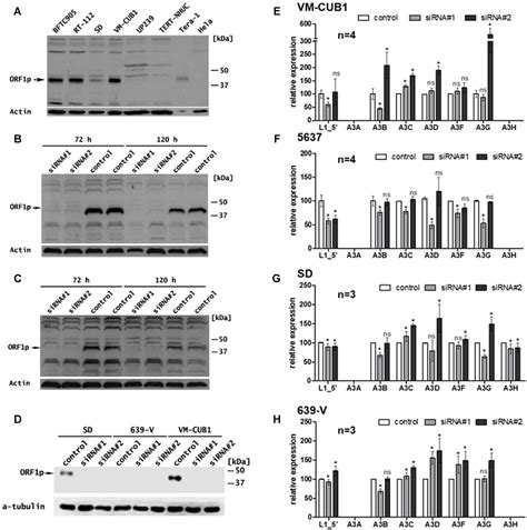 Frontiers Apobec3b Activity Is Prevalent In Urothelial Carcinoma