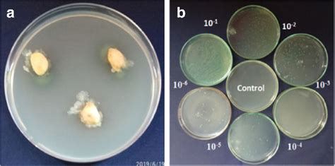 Isolation Of Seed Bacterial Endophytes By A Split And B Serial