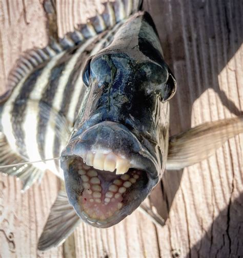 Sheepshead Fish: Facts About The Fish With Human Teeth » ScienceABC