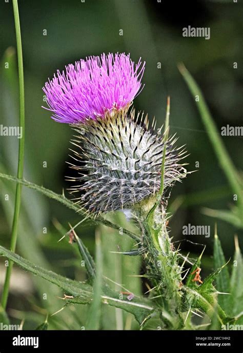 Thistle Scotland Emblem Hi Res Stock Photography And Images Alamy