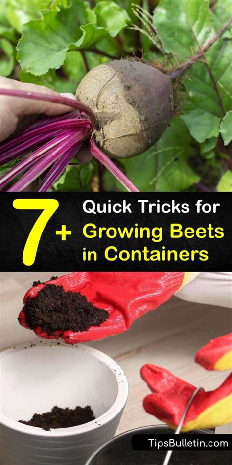 7 Quick Tricks For Growing Beets In Containers