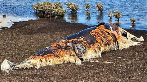 Rotting Whale Carcass Washes Up Next To St Kilda Playground In Northern Adelaide Abc Listen