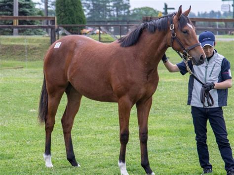 【pog】ドナウエレンは初戦から期待馬三郎のつぶやき 競馬ニュース Netkeiba