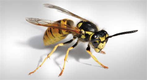 12 Smart Facts About Wasps Diet Habitat And Stings With Pictures