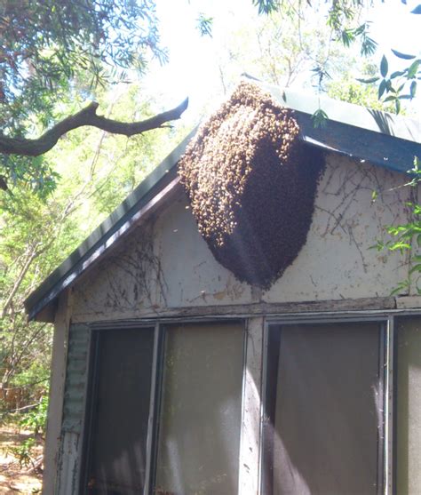 Bee Swarm Removal - Melbourne - The Practical Beekeeper