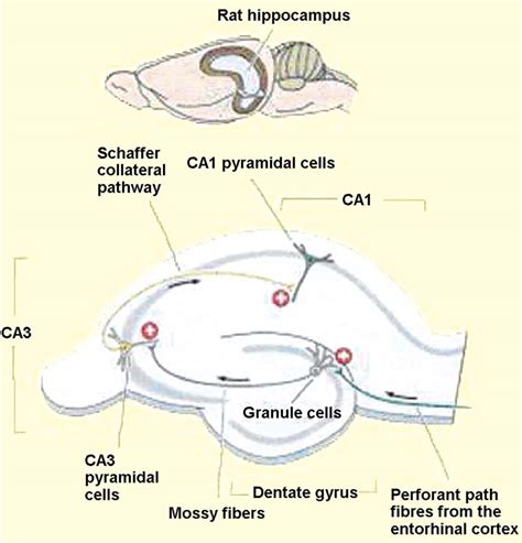 The Trisynaptic Loop Figure From Download Scientific Diagram