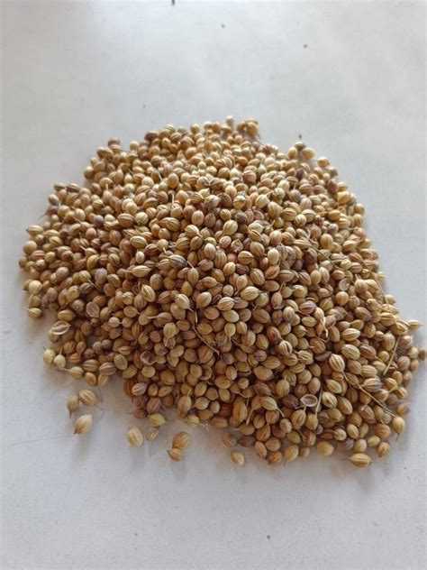 Dried Brown Hybrid Coriander Seed Form Seeds Packaging Size 1 Kg At