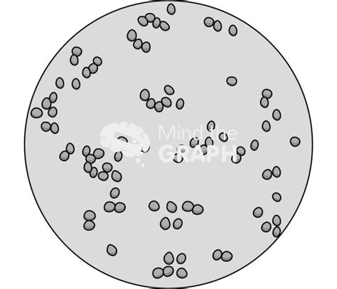 Bacteria gram negative zoom