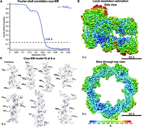 Figure S Single Particle Cryo Em Reconstruction Of The Rsaa Ntd Ps