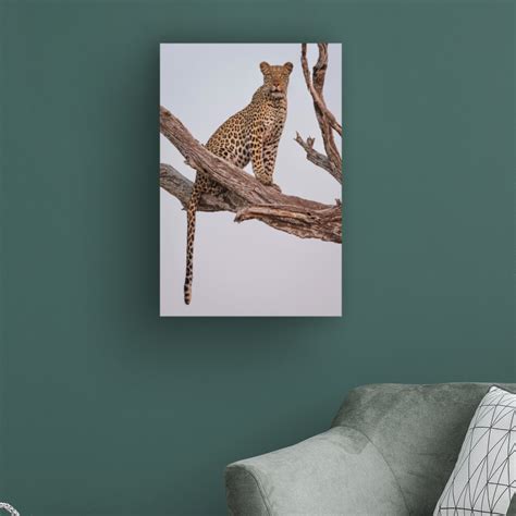 Bay Isle Home Leopard Portrait By Rob Darby Wrapped Canvas Photograph