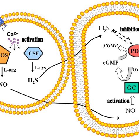 Schematic Depiction Of Cross Talk Between L Argno And L Cysh 2 S