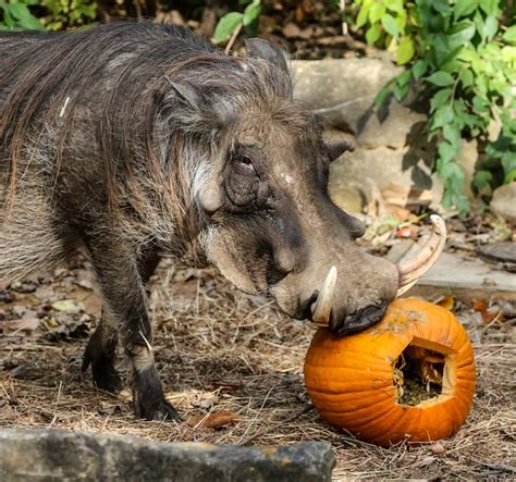 Louisville Zoo Annual Pumpkin Smash See Animals Partake In Fall Fun