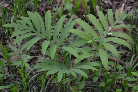 2024 February Meeting Gwinnett County Master Gardeners Association