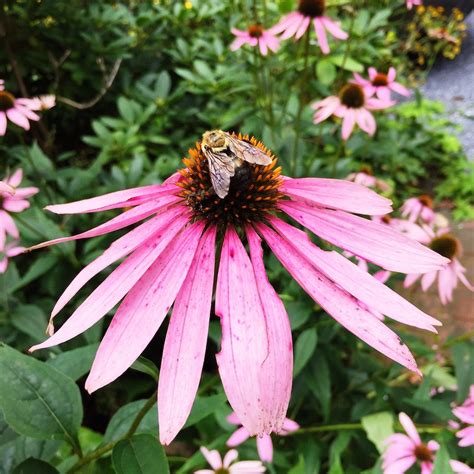 Echinacea purpurea, Purple Coneflower - Keystone Wildflowers