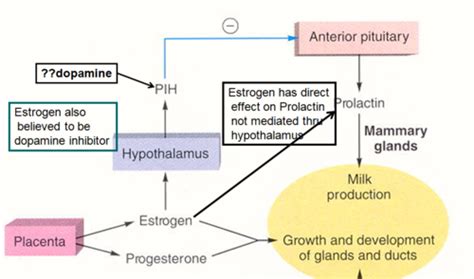 Endocrinology Quiz 1 Practice Questions Flashcards Quizlet