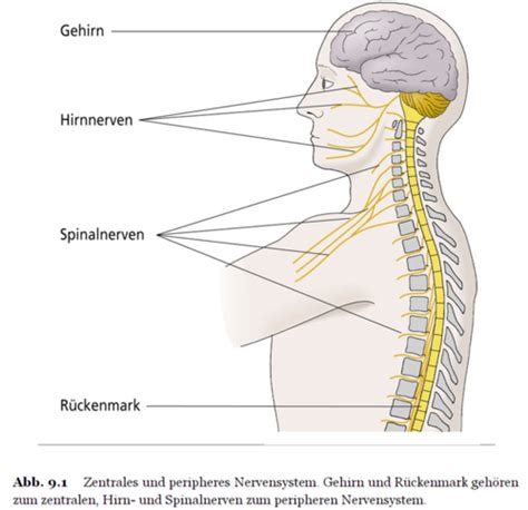 Aufbau Und Funktion Des Nervensystems Einteilung Nervensystem