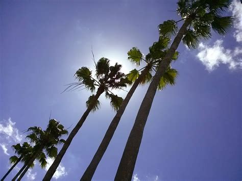 Free Images Tree Nature Branch Cloud Sky Sunlight Morning Leaf