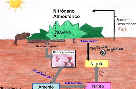 Ciclos de la Naturaleza Ciclo del Nitrógeno