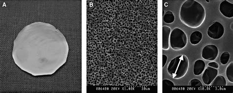 Morphological And Sem Observations Of The Plga Membrane A A 24 Mm Download Scientific