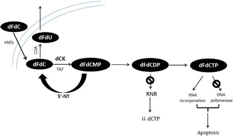 Intracellular Metabolism Of Gemcitabine 6 9 Hnts Indicates Human