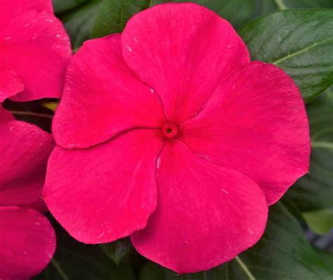 Vinca Catharanthus Roseus Punch From Hillcrest Nursery