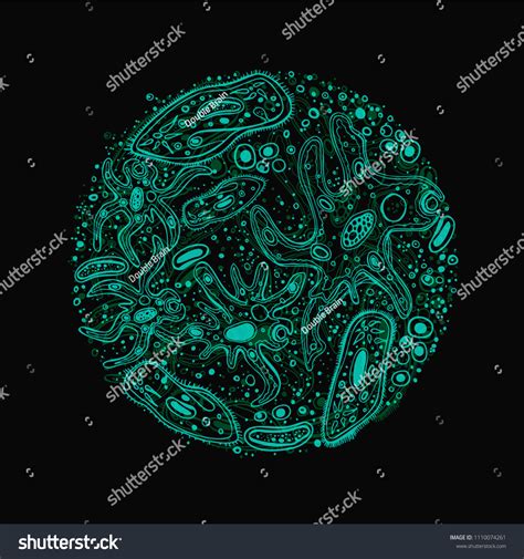 442 Amoeba Anatomy 图片、库存照片和矢量图 Shutterstock