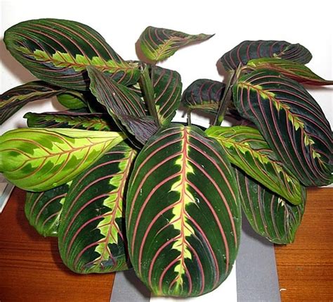 Planta Sapito 【 Maranta leuconeura 】 cuidados y FOTOS