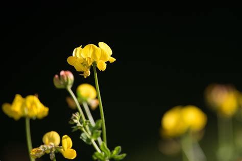 Kostenlose foto Natur blühen Fotografie Wiese Blütenblatt Sommer