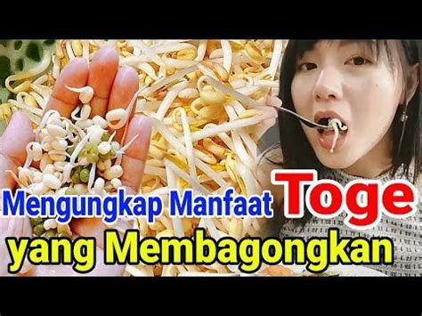 Mengulas Fakta Manfaat Tauge Atau Kecambah Yang Sebenarnya YouTube