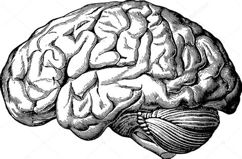 Vintage Anatomic Illustration Human Brain — Stock Photo © Unorobus