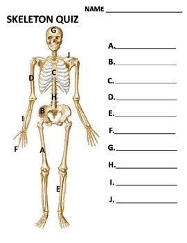 Anatomy Skeleton Quiz - Anatomical Charts & Posters