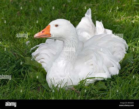 Sebastopol Goose Stock Photo - Alamy