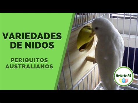 Tipos De Nidos Para Periquitos Australianos Informacionpublica Svet