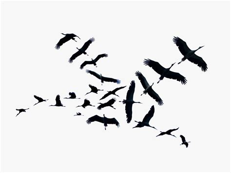 See How Human Activity Is Changing Animal Migration Patterns | WIRED