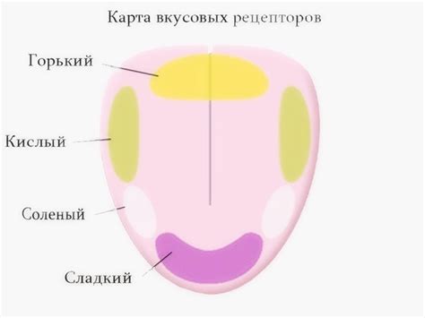 Вкусовые Рецепторы На Языке Фото — Bluemorphotours.ru