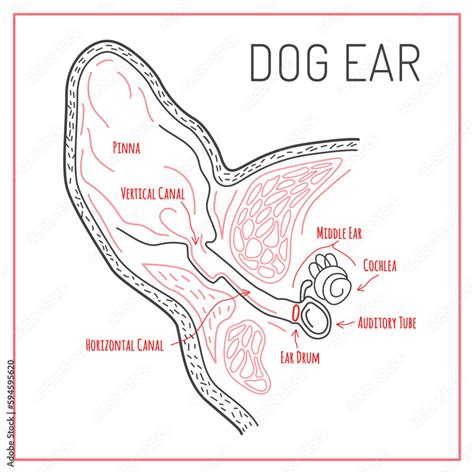 Dog ear scheme in outline style. Editable vector illustration. Stock ...