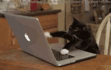 Cat Typing GIFs | Tenor