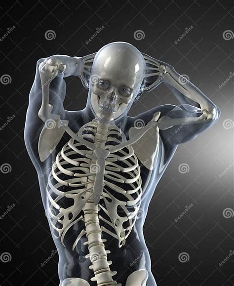 Human Body Medical Scan Stock Illustration Illustration Of Anatomy