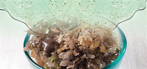 Sea Moss How To Prepare Flavor And Use Sea Moss Gel Seaweeding Algae