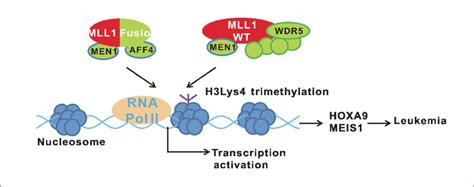 Mll1 Fusion Proteins Induce Leukemia Together With The Wild鄄 Type Mll1 Download Scientific