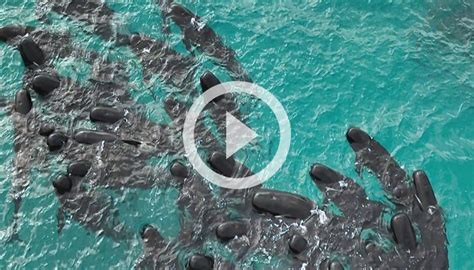 Ballenas Varadas En Playa De Australia