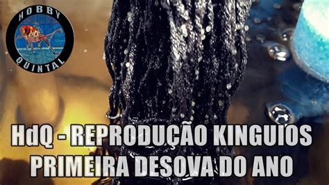 HdQ PRIMEIRA REPRODUÇÃO DE KINGUIOS 2023 YouTube