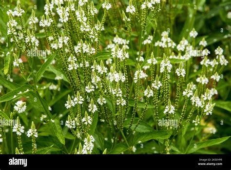 Verbena Hastata Alba Stock Photo Alamy