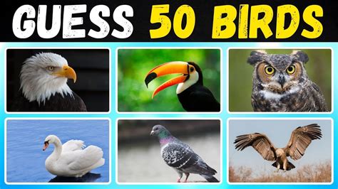 Guess The Bird Challenge Can You Name These Birds In Seconds